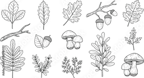 Botanical forest elements set line art vector illustration with leaves branches acorns mushrooms and plants detailed nature collection design