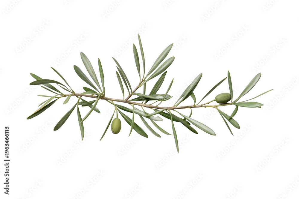 Fototapeta premium Olive branch with green fruit symbolizing peace