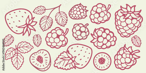 Hand drawn illustration of various berries including raspberries and strawberries