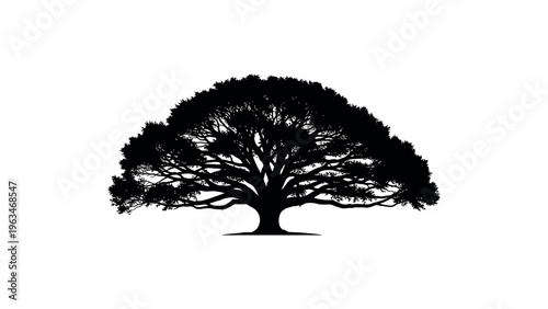 Large spreading oak tree silhouette