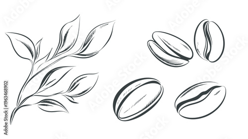 Monochrome illustration of coffee beans with a sprig of leaves. Isolated on a white background