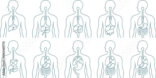 Human anatomy internal organ system vector set featuring respiratory and digestive diagrams for medical education and healthcare infographics,
