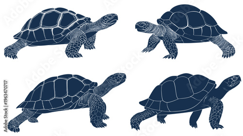 Four stylized illustrations of tortoises in different poses, rendered with dark blue and white textures