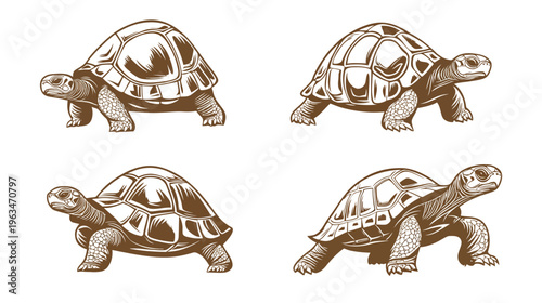 Four brown turtles in different poses, each in a detailed illustration against a white background