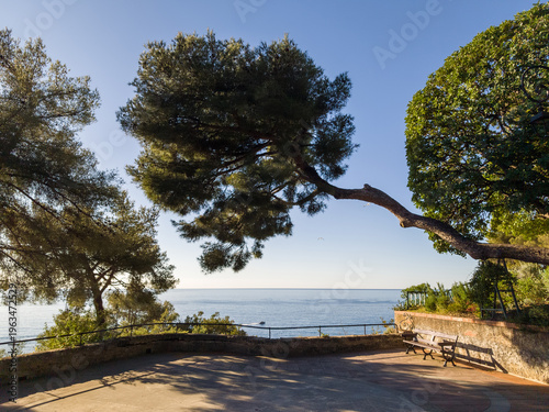 Moment de repos sous des pins maritimes à Monaco sur la Côte d'Azur avec vue sur la mer