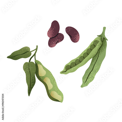 Illustration of a set of legumes. Peas in a pod, soybeans, and kidney beans