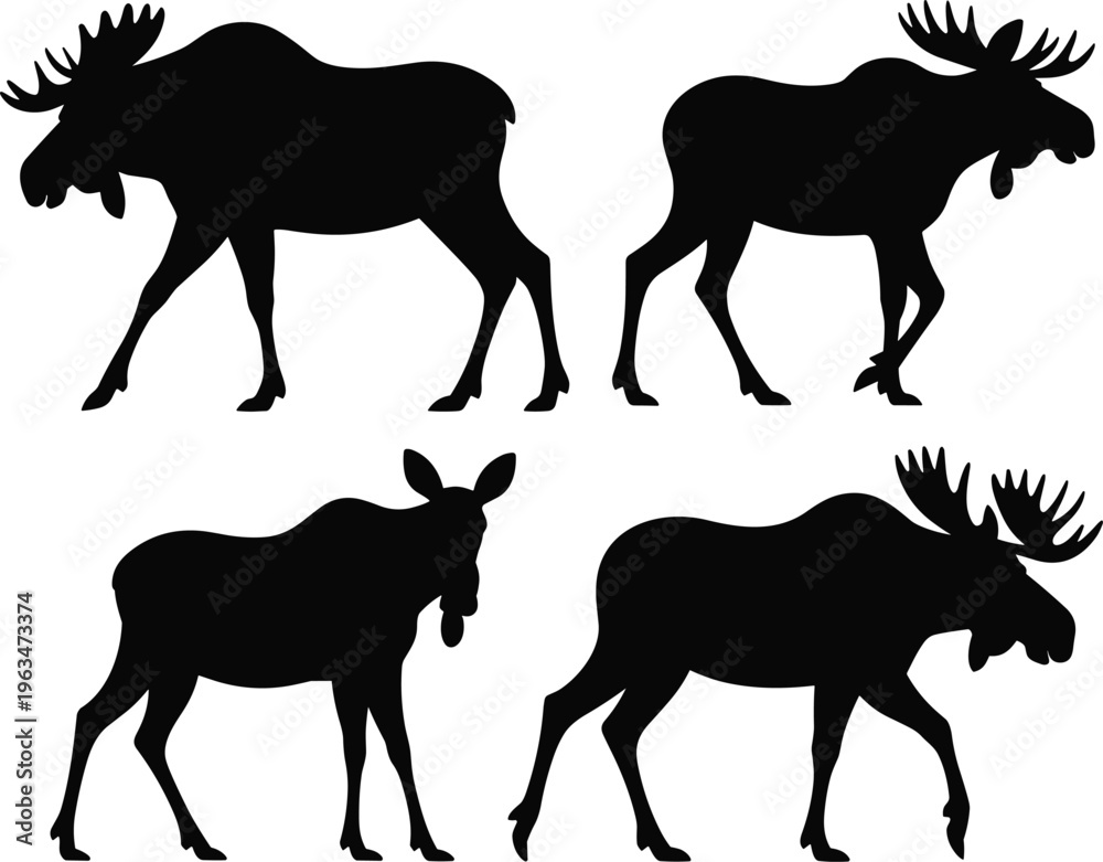 Fototapeta premium Moose silhouettes collection isolated on white background, wild elk animals in various poses, black vector illustration set for wildlife, forest nature design elements