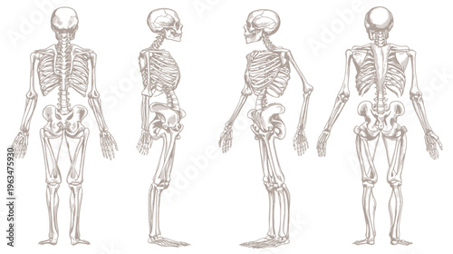 Anatomy illustration of human skeletal structure; full front, side, and back views. Showing detailed bones