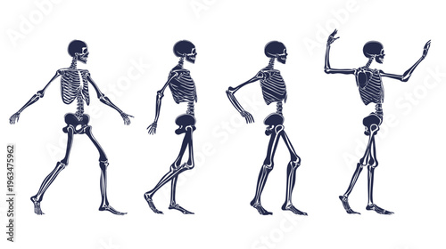 Four stylized skeletons, depicted in various walking poses, against a stark white backdrop