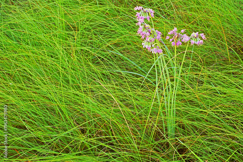 Nodding wild onion, Allium cernuum.