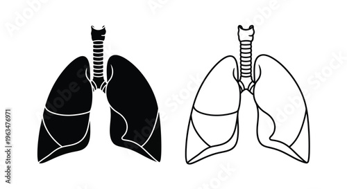 Anatomical illustration of human lungs showing detailed structure silhouette
