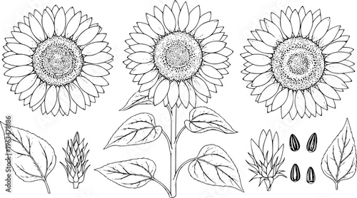 Detailed Outline of Sunflowers Leaves Seeds and Buds White Background plant nature
