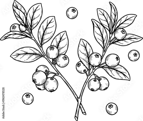 Hand Drawn Black And White Blueberry Branches With Berries And Leaves Isolated White