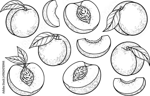 Hand Drawn Black and White Peaches and Slices with Leaves White Background fruit