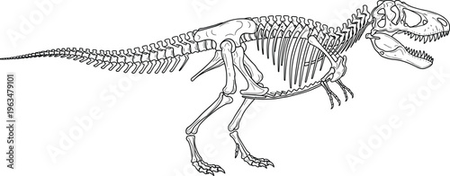 Detailed Tyrannosaurus Rex Skeleton Illustration Vector Clipart Isolated on White Background for Educational Paleontology Science Museum Exhibit