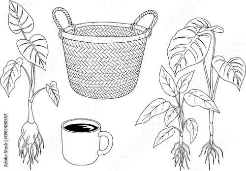 Line of Woven Basket Coffee Cup and Potted Plants with Exposed Roots