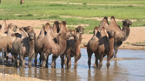 Wild camel herd drinks water from small lake showing thirst and survival in open steppe. Bactrian and dromedary camels gather at freshwater pool to hydrate in natural landscape.