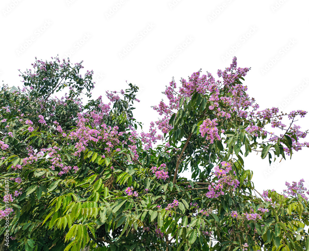 Fototapeta premium pink flowers in the garden, flowering tree, purple flowers frame, purple flowers, blossoms, tree, flowers, nature, plant, floral, bloom, foliage, green leaves, outdoors, bright, daylight, sky, spring,