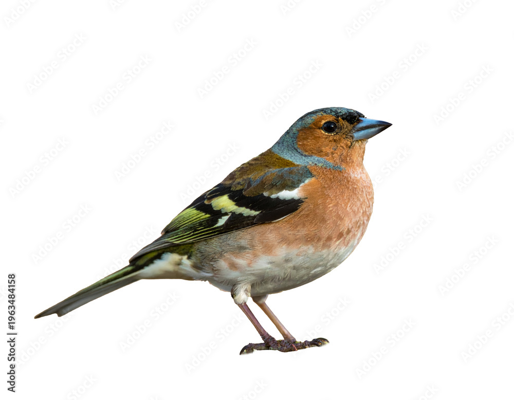 Fototapeta premium Common chaffinch Fringilla coelebs perching on mossy branch in nature