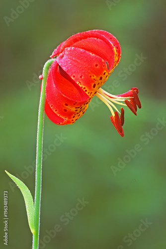 Tablou pe pânză Michigan lily, Lilium michaganense, flower
