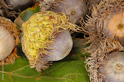 Bur Oak Acorn, Quercus macrocarpa, acorns.