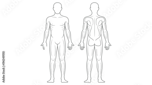 Anatomy of human muscular system, front and back view, vector illustration