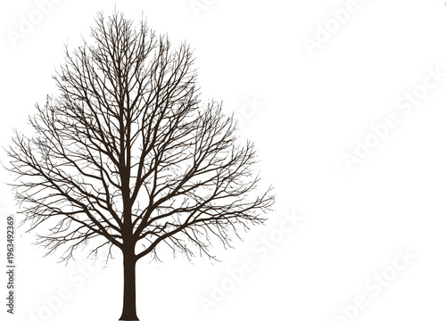 Leafless Tree Silhouette Vector Illustration Featuring Detailed Bare Branches Winter Season Nature Element for Landscape Design and Environmental Projects