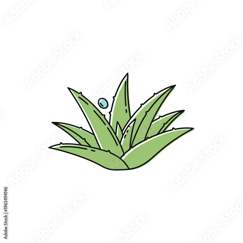 Stylized illustration of a vibrant green aloe vera plant with a water droplet, perfect for representing natural skincare and hydration