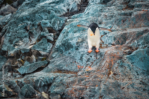 Obraz na płótnie Adélie Penguin Spreading Wings on Antarctic Rock - Frontal View of Wildlife Bird