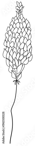 Floral Doodle Clipart for Worksheets Hand Drawn Flowers