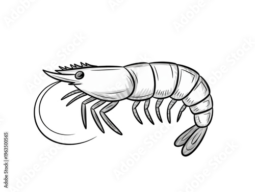 Detailed shrimp line art vector illustration with grey shading isolated on white background for seafood design