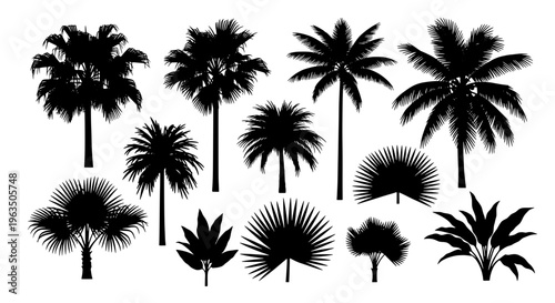Palm trees silhouette set with various tropical black shapes and sizes featuring silhouettes, icons, tree silhouettes with tree graphics and tree