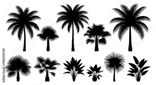 Palm trees black silhouette set with various tropical plants and foliage, isolated on white background.