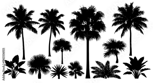 Palm trees black silhouette set with tropical plants and various foliage, isolated on white background.