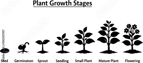 Plant Growth Stages Seed Germination Seedling Sprout Mature Plant Life Cycle Vector Illustration