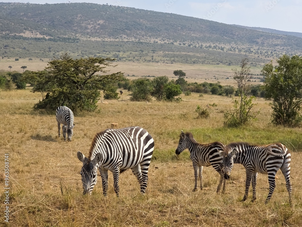 Obraz premium Zebras grazing in vast African savanna landscape