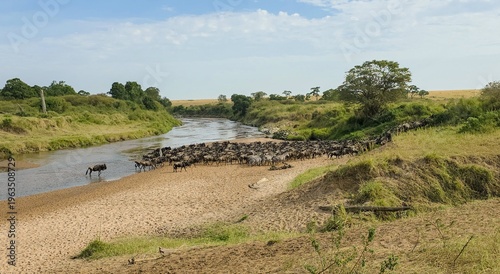 Fotografie Wildebeest herd crossing river during great migration in savanna