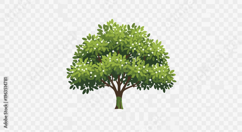 Lush green tree with white blossoms on a transparent background