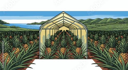Greenhouse cultivates abundant ripe pineapples with rolling hills and ocean backdrop