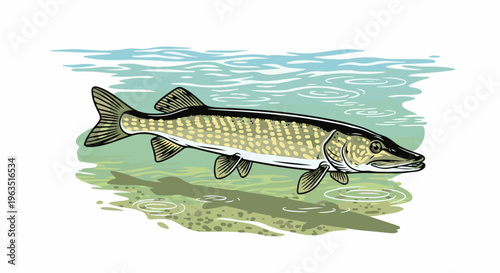 Illustration of a predatory fish swimming in shallow, clear water