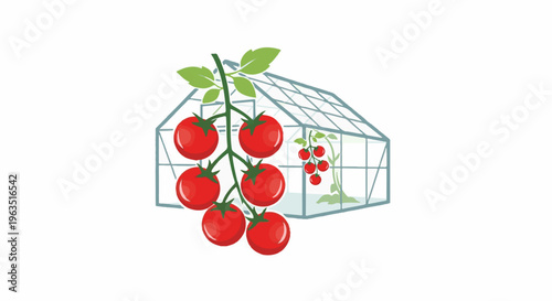 Fresh tomatoes on the vine in front of a glass greenhouse