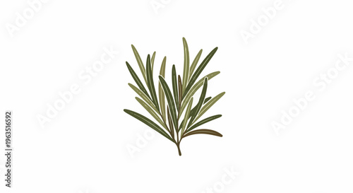 Illustration of a rosemary sprig with needle-like green leaves