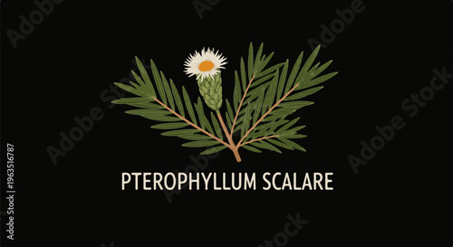 Illustration of Pterophyllum scalare with a white flower and bud on green foliage