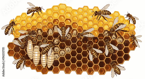 Honeycomb with bees and larvae, depicting life cycle