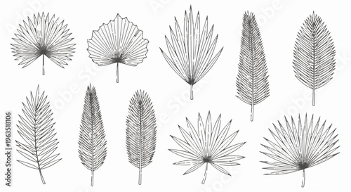 Hand-drawn collection of varied palm leaves in a sketch style