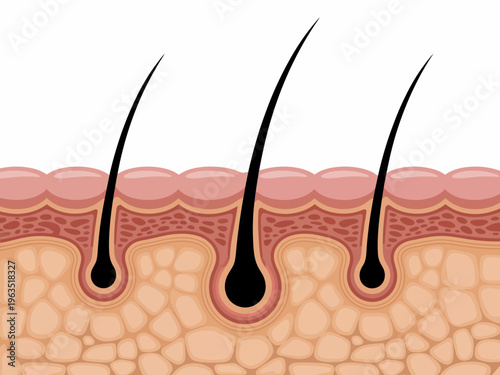 Cross section of human skin layers showing hair follicles and growth anatomy