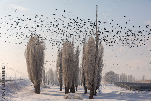 Photos Winter trees and many birds resting on them are also waiting for their prey at t