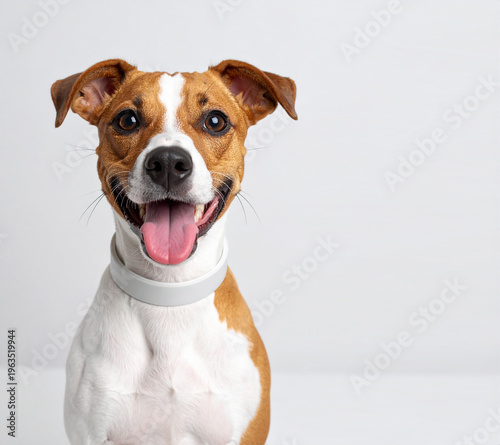 Perro feliz de color marrón y blanco, con collar antipulgas sobre fondo neutro, concepto de cuidado de mascotas, salud animal, prevención de parásitos y veterinaria