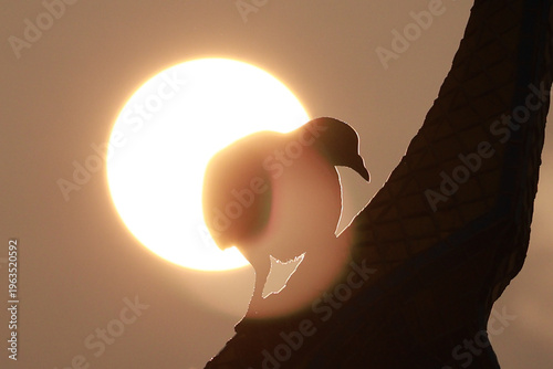 silhouette of a man