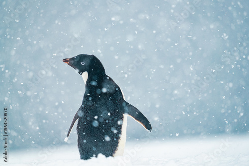 Close-up Portrait of an Adélie Penguin in Heavy Snowfall - Minimalist Antarctic Wildlife Photography of Pygoscelis Adeliae in Winter